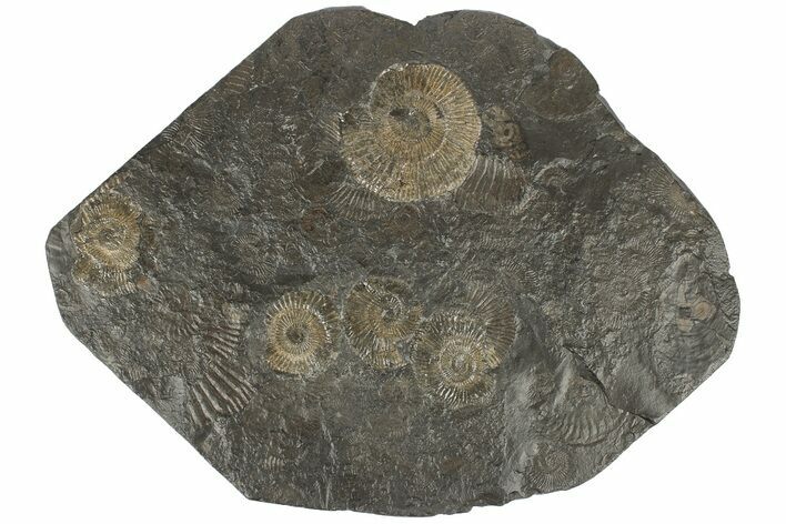 Dactylioceras Ammonite Cluster - Posidonia Shale, Germany #180396